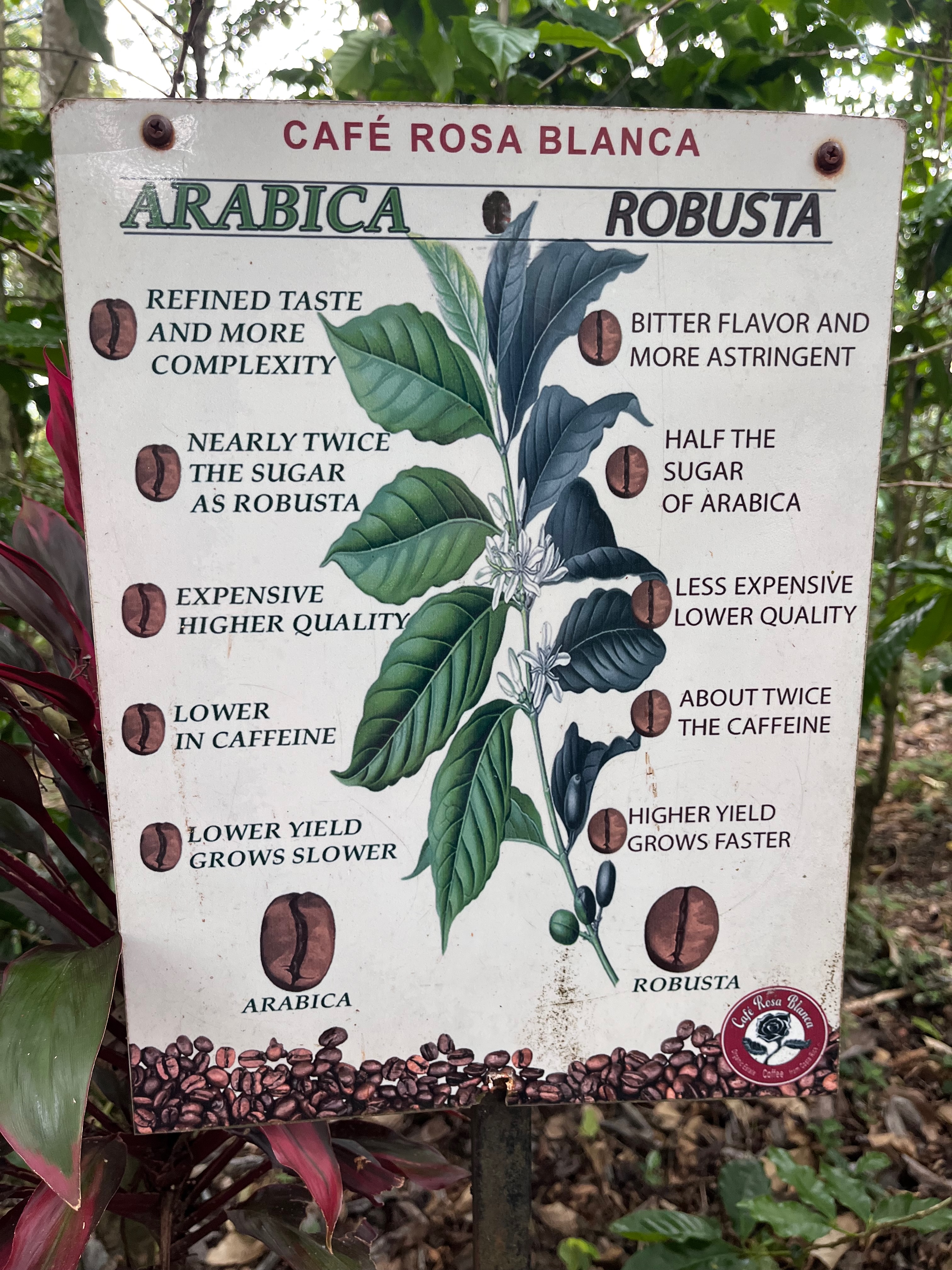 Educational sign comparing Arabica and Robusta coffee, highlighting differences in flavor, sugar content, caffeine levels, cost, and yield.